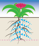 Water Blossom, Set of (2) 15" stem, Jazmine, Bluebell